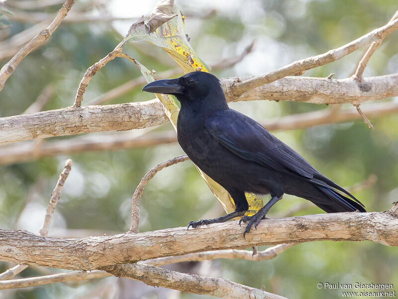 Corbeau à gros bec