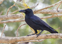 Large-billed Crow