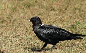 White-necked Raven