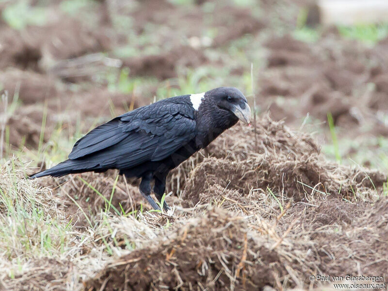 Corbeau à nuque blanche