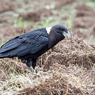 Corbeau à nuque blanche