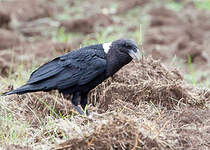 Corbeau à nuque blanche