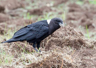 Corbeau à nuque blanche