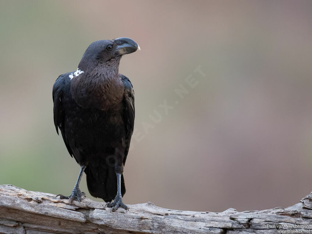 White-necked Ravenadult