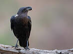 Corbeau à nuque blanche