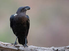 Corbeau à nuque blanche