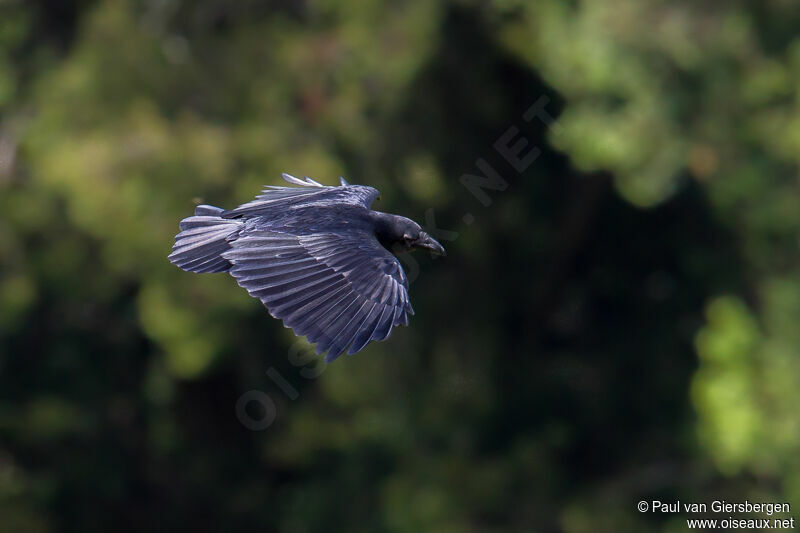 Fan-tailed Raven