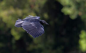 Corbeau à queue courte