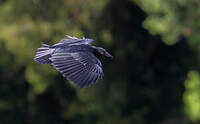 Corbeau à queue courte