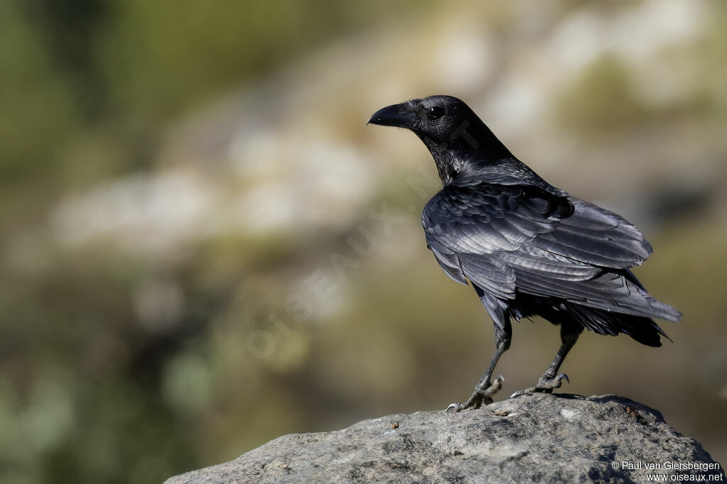 Corbeau à queue courte