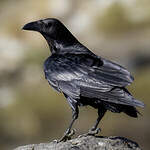 Corbeau à queue courte