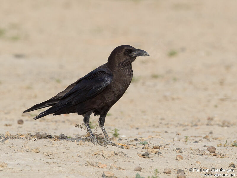 Brown-necked Raven