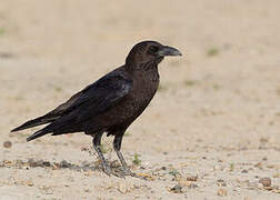 Brown-necked Raven