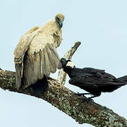 Thick-billed Raven