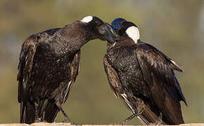 Thick-billed Raven