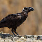 Corbeau corbivau