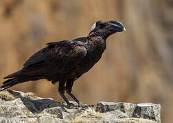 Thick-billed Raven