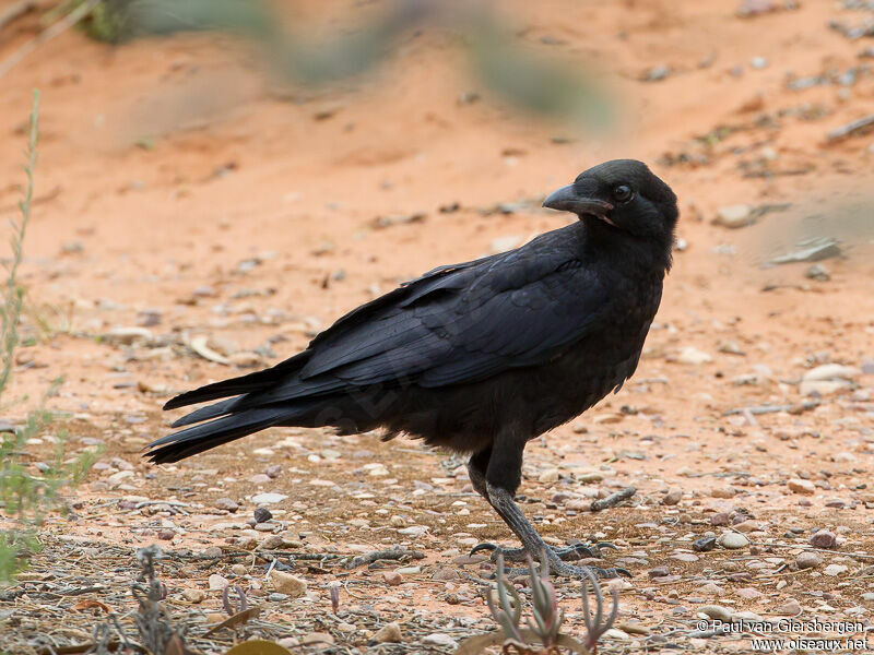 Corbeau d'Australie