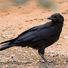 Corbeau d'Australie