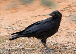 Australian Raven