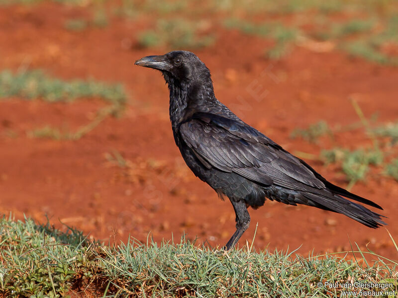 Somali Crow