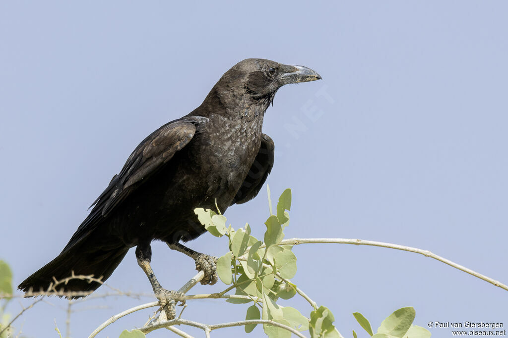 Corbeau d'Édithadulte