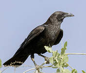 Corbeau d'Édith