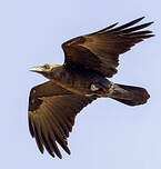 Corbeau d'Édith