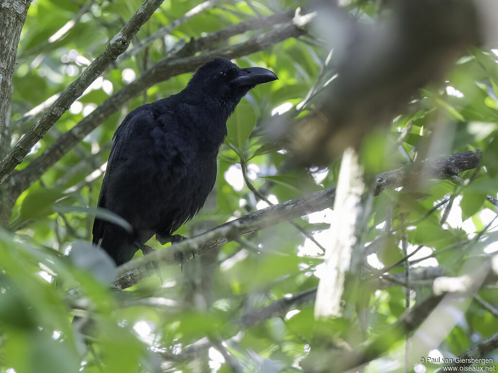 Corbeau de Levaillantadulte