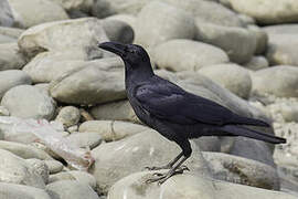 Eastern Jungle Crow