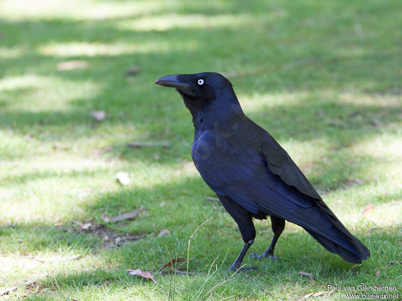 Corbeau de Tasmanieadulte