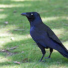 Corbeau de Tasmanie