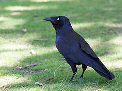 Corbeau de Tasmanie