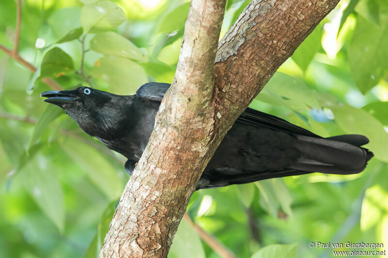 Corbeau de Torres