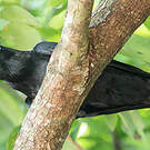 Corbeau de Torres