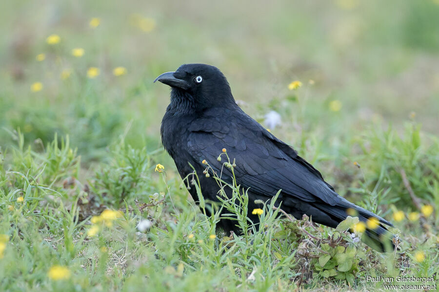 Torresian Crowadult