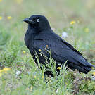 Corbeau de Torres