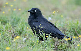 Torresian Crow