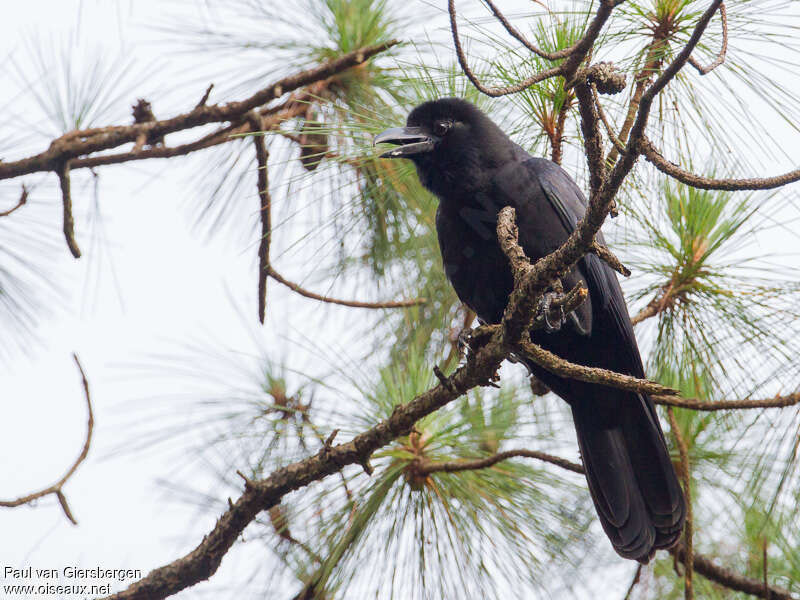 Philippine Jungle Crowadult