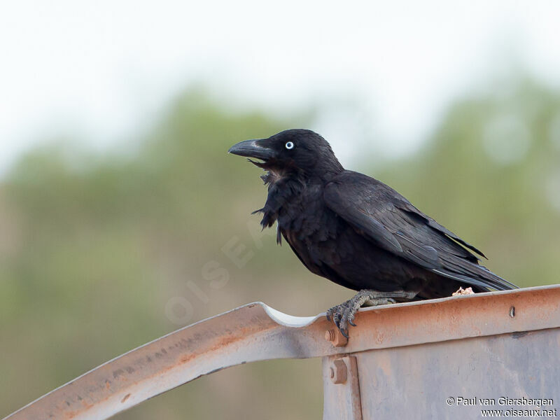 Corbeau du désert