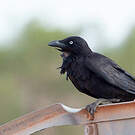 Corbeau du désert