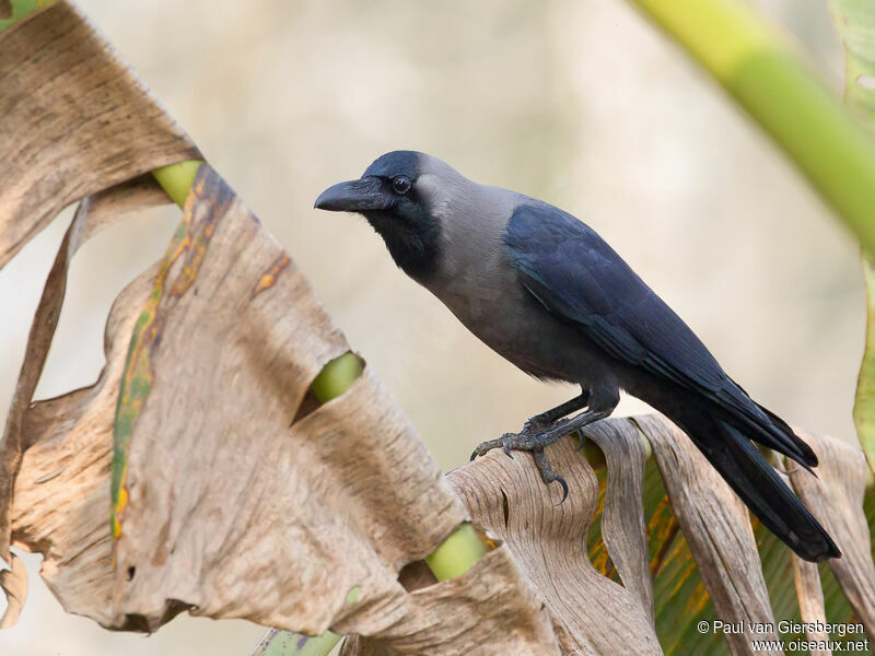 Corbeau familier