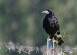 Corbeau freux