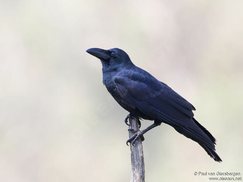 Indian Jungle Crow