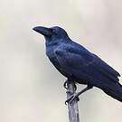 Corbeau indien
