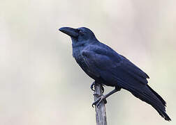 Indian Jungle Crow