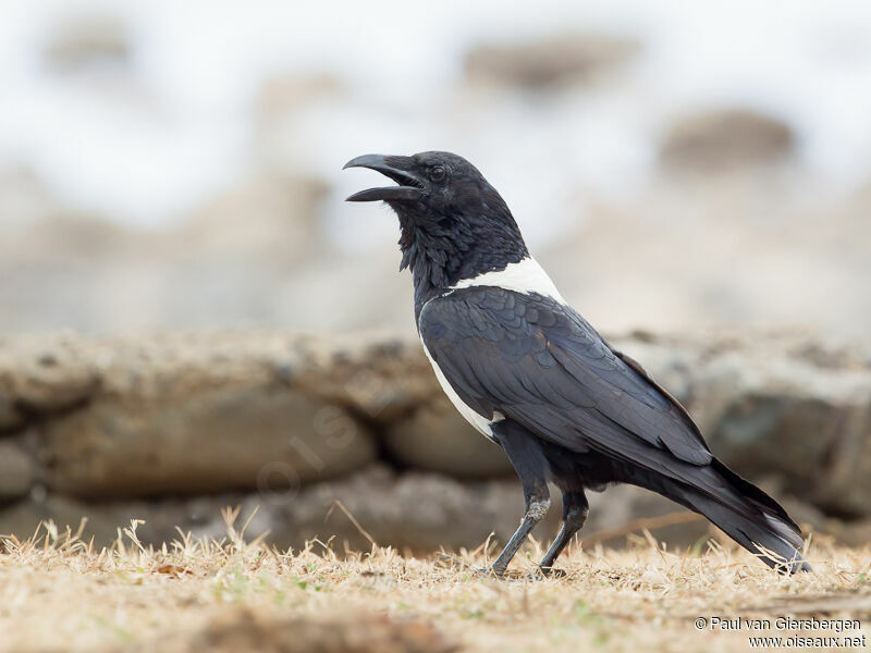 Corbeau pie