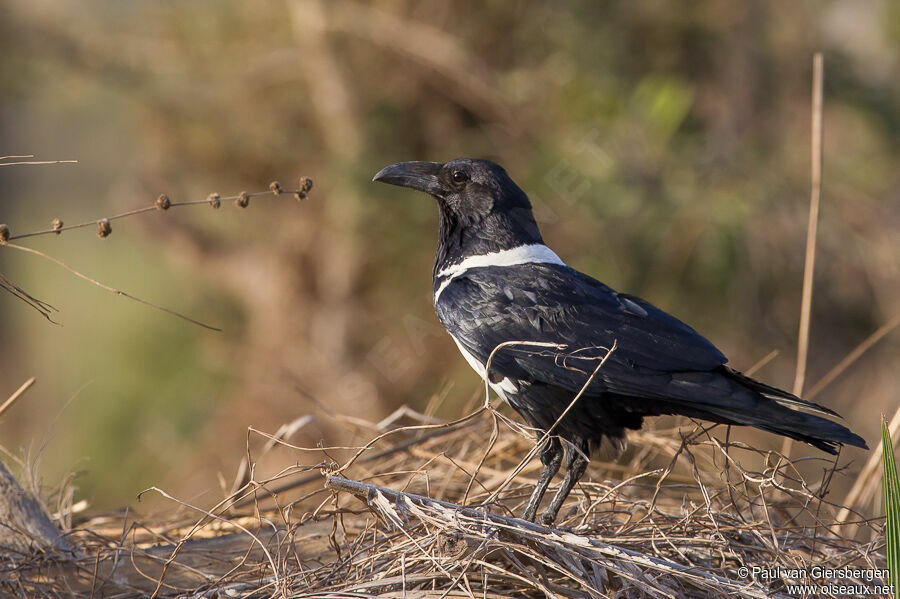 Pied Crow