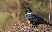 Corbeau pie