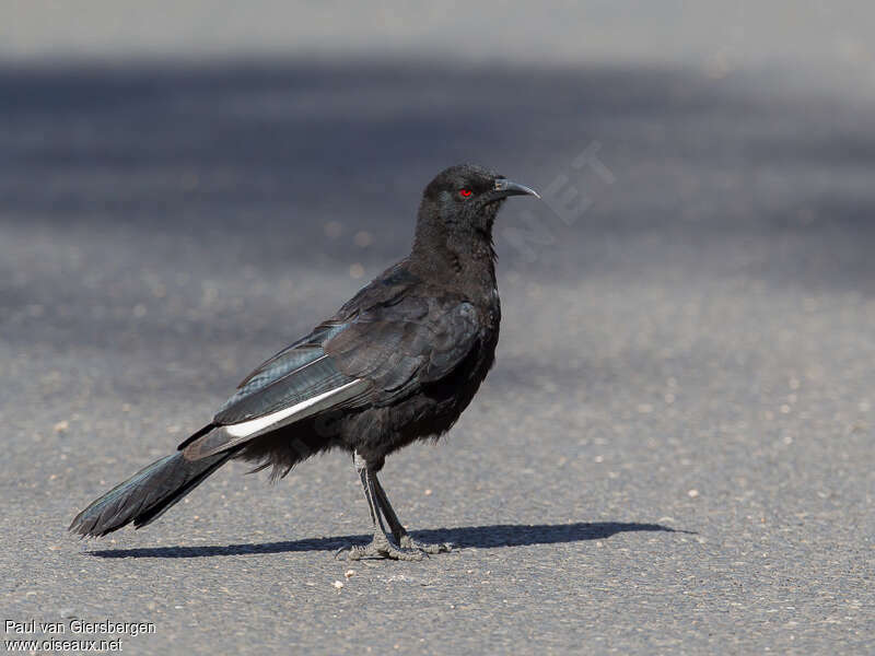 White-winged Choughadult, identification